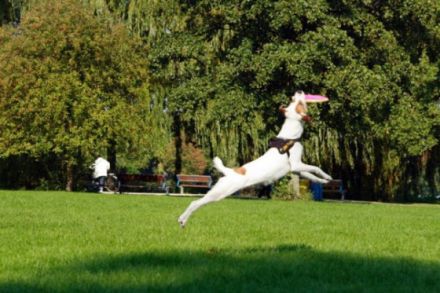 "Wilde Schnauzen" - mobile Hundeschule, Hamburg