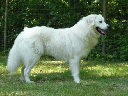 Remus von der Stockacher Halde