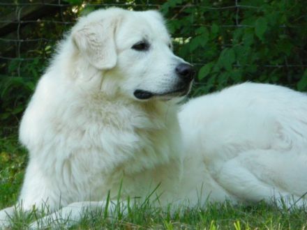 Remus von der Stockacher Halde