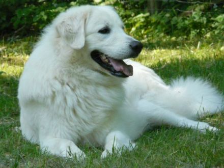 Remus von der Stockacher Halde