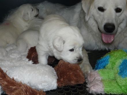 Slovensky Cuvac Welpen "von der Stockacher Halde" (CSC e.V./ VDH / FCI)