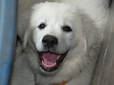 Slovensky Cuvac Welpen "von der Stockacher Halde" (CSC e.V./ VDH / FCI)