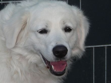 Slovensky Cuvac Welpen "von der Stockacher Halde" (CSC e.V./ VDH / FCI)