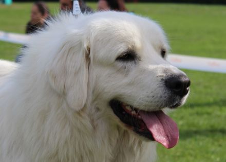 Slovensky Cuvac Welpen "von der Stockacher Halde" (CSC e.V./ VDH / FCI)