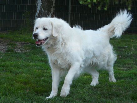Slovensky Cuvac Welpen "von der Stockacher Halde" (CSC e.V./ VDH / FCI)
