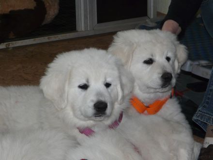 Slovensky Cuvac Welpen "von der Stockacher Halde" (CSC e.V./ VDH / FCI)