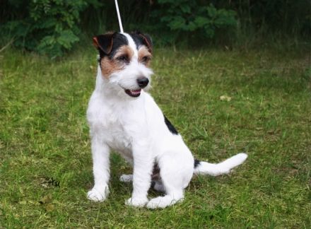 BLACK JACK Dwie Twarze