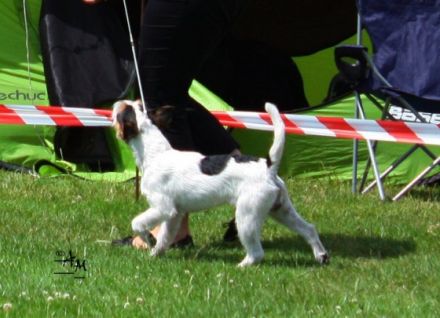 BLACK JACK Dwie Twarze