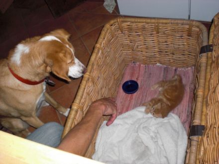 Tierheilpraxis Michaela Ried