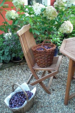 Tierheilpraxis Michaela Ried