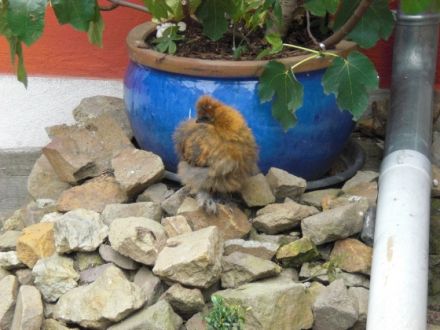 Tierheilpraxis Michaela Ried