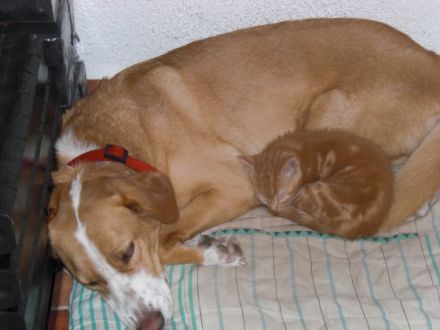 Tierheilpraxis Michaela Ried