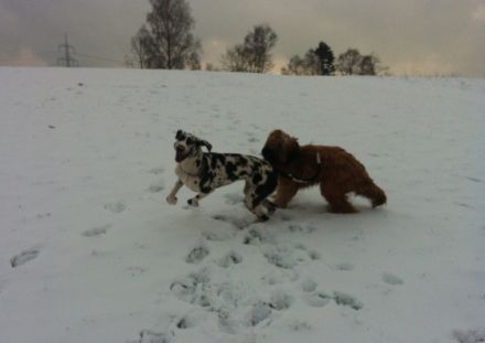 Mobiles Hundetraining und Hundepension