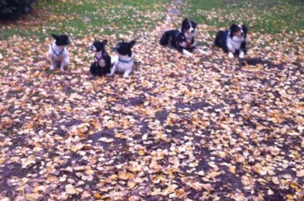 Mobiles Hundetraining und Hundepension
