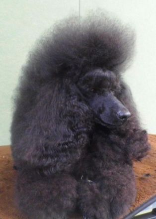 Dally vom Kutschenberg (FCI)