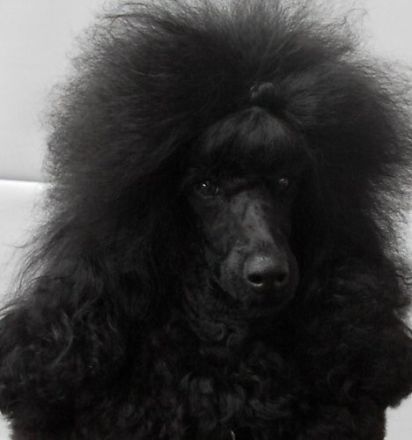 Dally vom Kutschenberg (FCI)