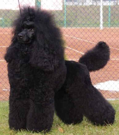 Dally vom Kutschenberg (FCI)