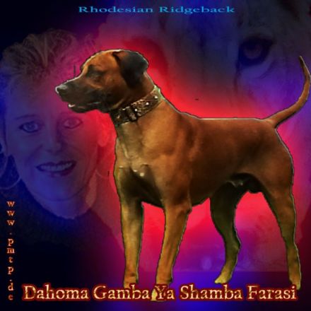 Dahoma Gamba Ya Shamba Farasi