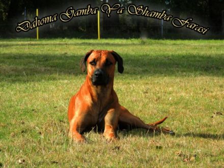 Dahoma Gamba Ya Shamba Farasi