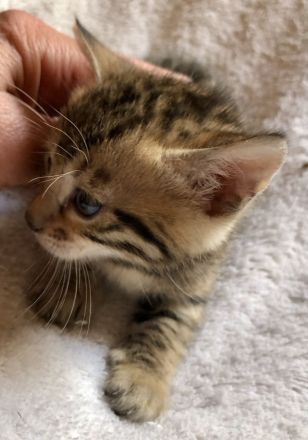 Wir züchten für Sie wunderschöne, menschenbezogene,