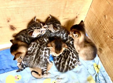 Wir züchten für Sie wunderschöne, menschenbezogene,