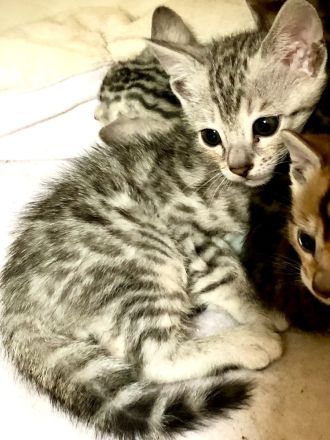 Wir züchten für Sie wunderschöne, menschenbezogene,