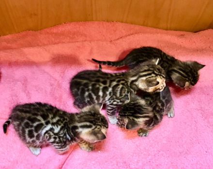 Wir züchten für Sie wunderschöne, menschenbezogene,