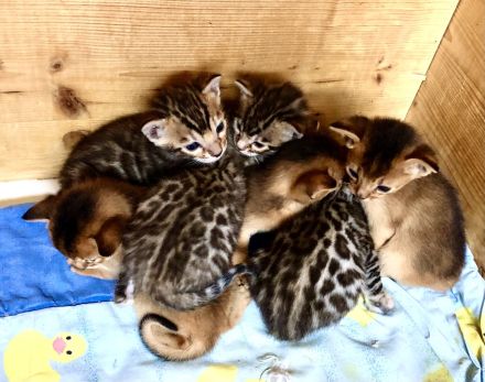 Wir züchten für Sie wunderschöne, menschenbezogene,