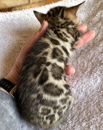 Wir züchten für Sie wunderschöne, menschenbezogene,