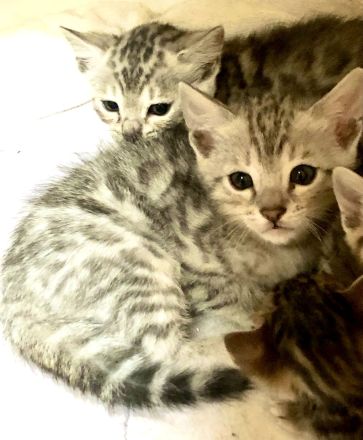 Wir züchten für Sie wunderschöne, menschenbezogene,