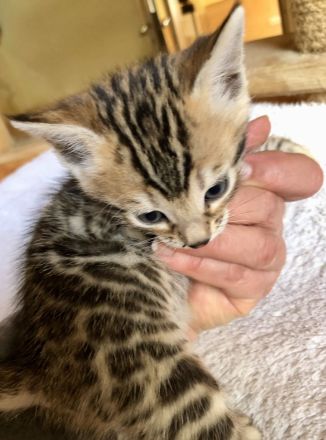 Wir züchten für Sie wunderschöne, menschenbezogene,