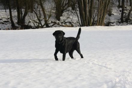 BLADE VON DER NECKARBURG