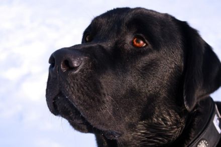 BLADE VON DER NECKARBURG