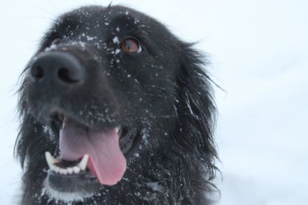 Happy Tierphysio Augsburg