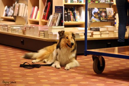 Hundeschule Melsungen