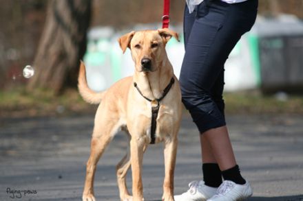 Hundeschule Melsungen