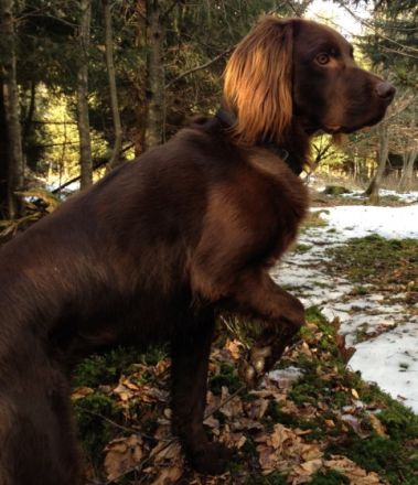 Jagdhundeschule Allgäu