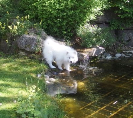 von der Horgenzeller Au