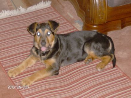 Hundephysiotherapie Vanessa - Mobil und vor " Ort "