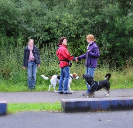 Hundeschule Best Friend Hannover/Isernhagen