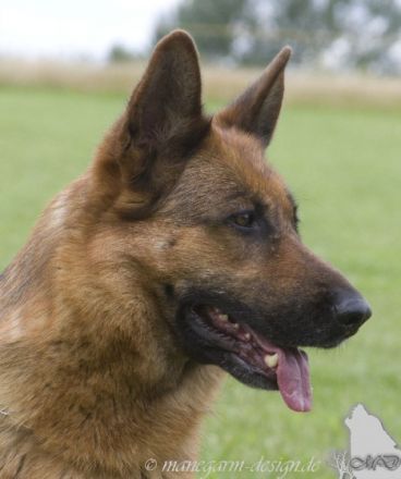 vom Zedtlitzer Dreieck