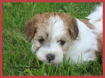 Diamonds from Heaven