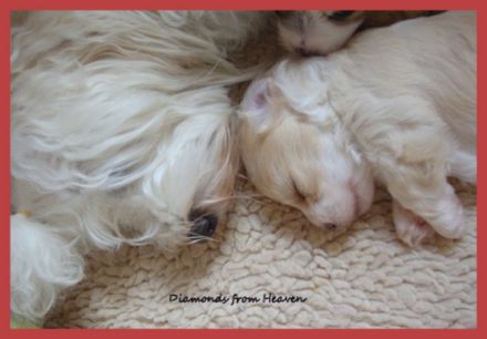 Diamonds from Heaven