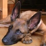 Hundeschule- und Lind-art®-Windhagen