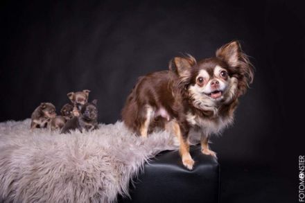 von den Räuschbergwichteln