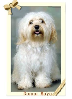 von Schloss Wachenheim