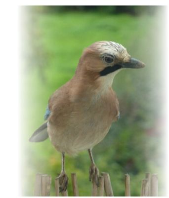 Tierheilung und Tierkommunikation