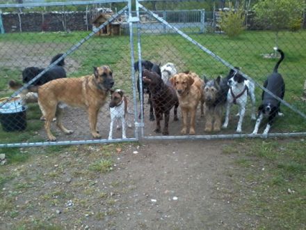 Hundepension & Tagesstätte Heidesee