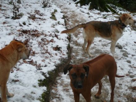 Tierpension Boquoi Haan