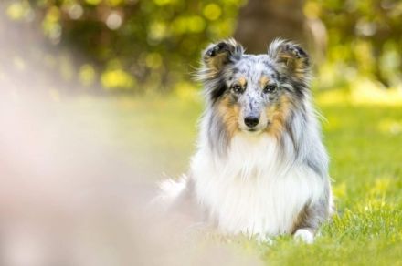 behind the Fairy-Hills